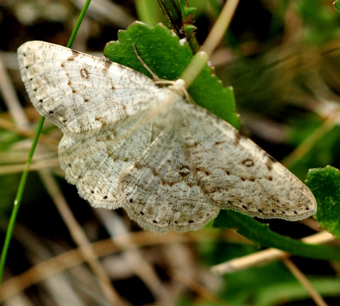 Geometridae 3